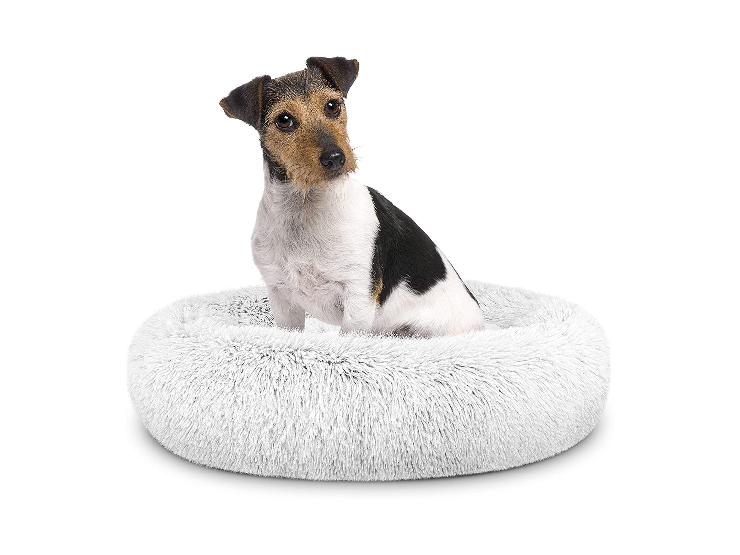 The dogs balls dog hot sale bed